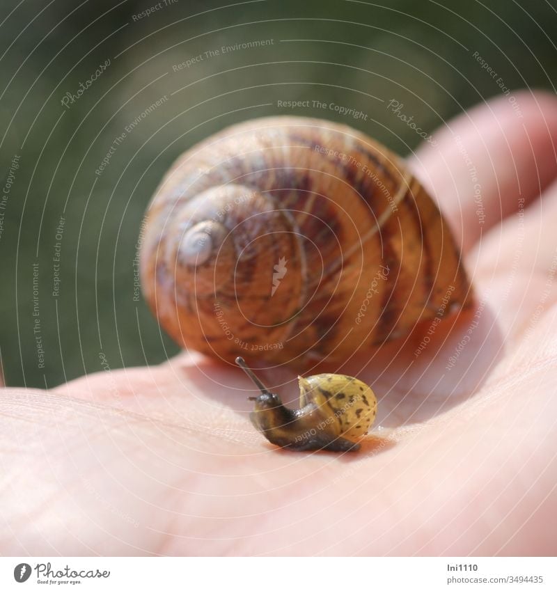 Mom? Snail shell snails helix pomatia escargot Housing two snails Mini snail huge Hand Feeler creep Creepers Size comparison Brown Yellow Dab Rings