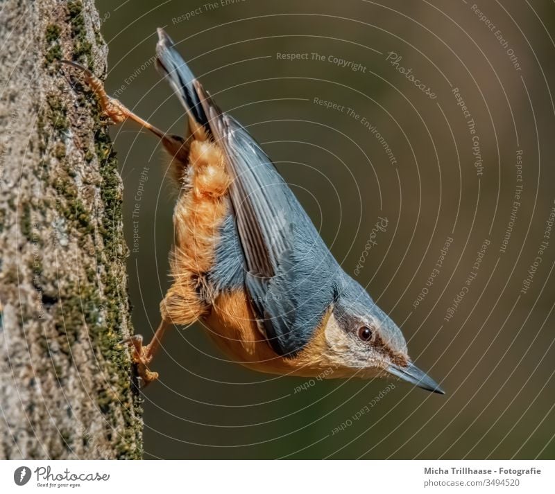 Nuthatch upside down on tree trunk Eurasian nuthatch Sitta Europaea Bird Animal face Head Beak Eyes Grand piano Feather Plumed Claw Hang Observe Looking