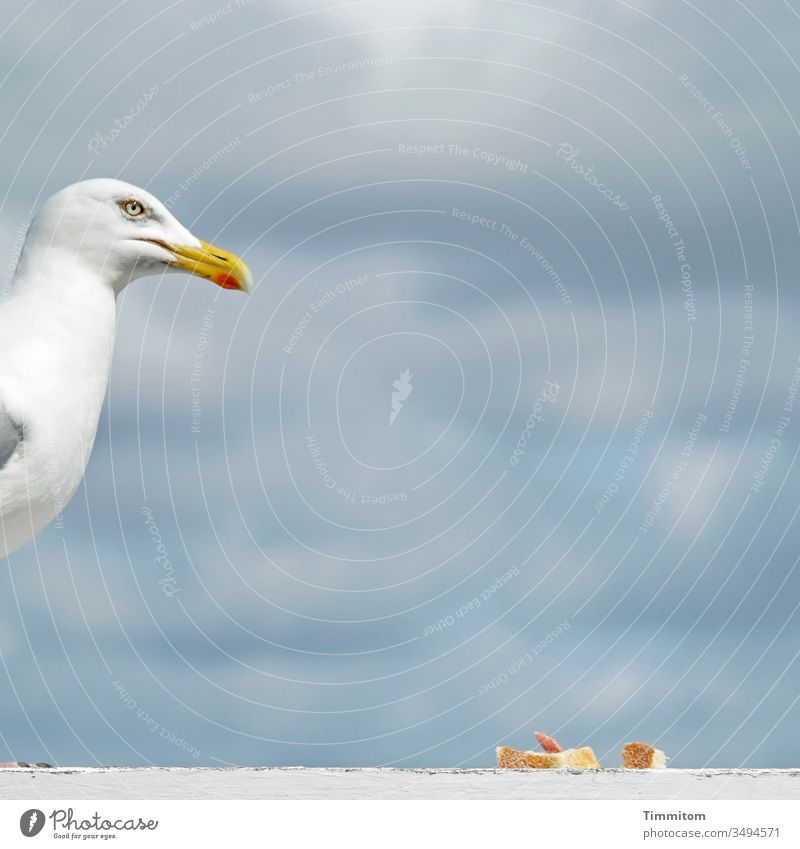 Gull guards meal Seagull Head Beak birds Animal Feed Bread Salami wind deflector wood Sky Clouds Denmark Eyes