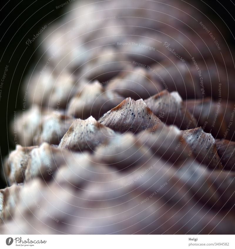 Detailed view of seed scales of a fir cone Fir cone Sámen Flake Cone Colour photo Nature Close-up Exterior shot Plant Deserted Shallow depth of field Forest