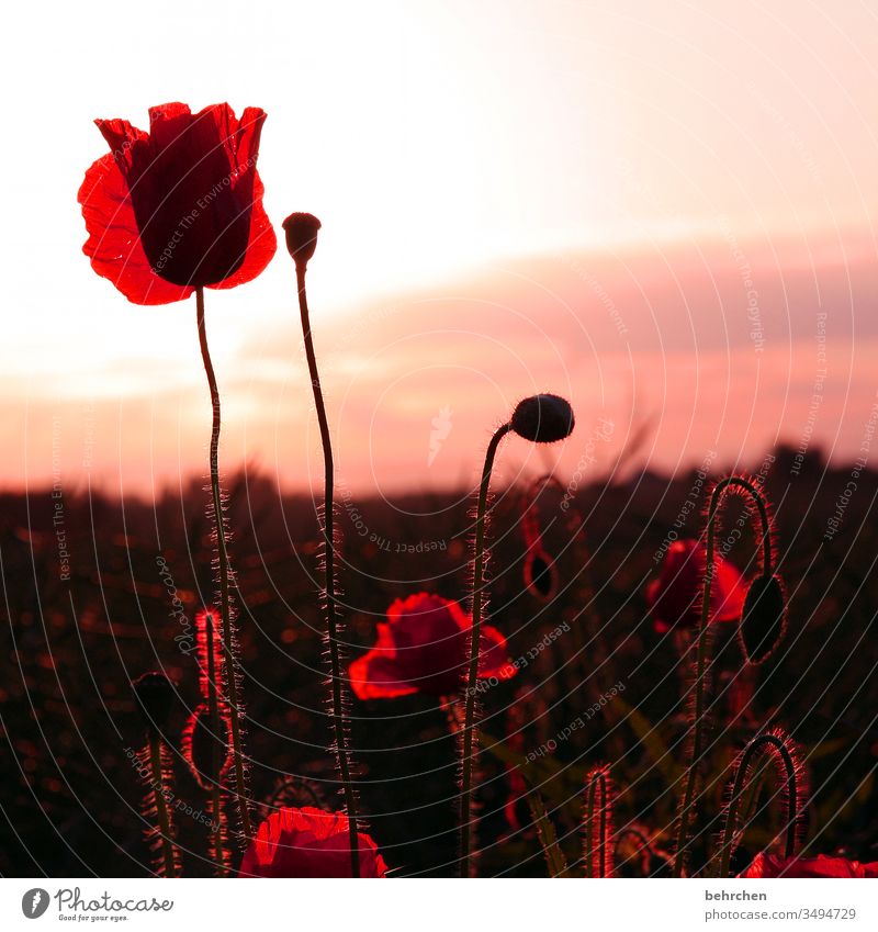 because yesterday was monday Blossom leave Dusk Twilight Sky Deserted Environment Warmth Wild plant Colour photo Exterior shot Poppy field Red Plant Nature