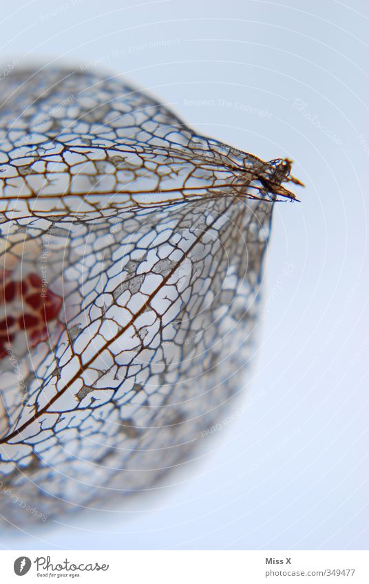 physalis Fruit Flower Faded To dry up Exotic Physalis Chinese lantern flower Rachis Skeleton Leaf Mosaic Colour photo Pattern Structures and shapes Deserted