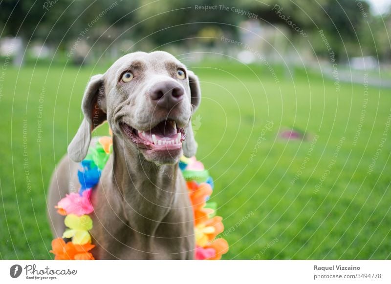 Portrait of a very happy Weimaraner dog, with colorful flower Hawaiian collar on his neck, enjoying and playing in the park. weimaraner portrait animal pet
