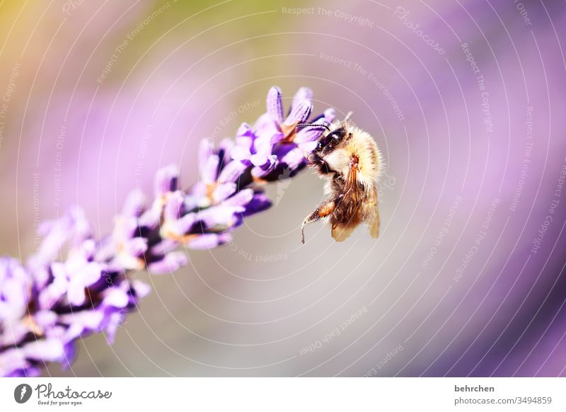 bounce back Animal portrait Blur Sunlight Contrast Light Day Deserted Detail Close-up Exterior shot Colour photo Delicate Nectar Pollen Honey Summery Small