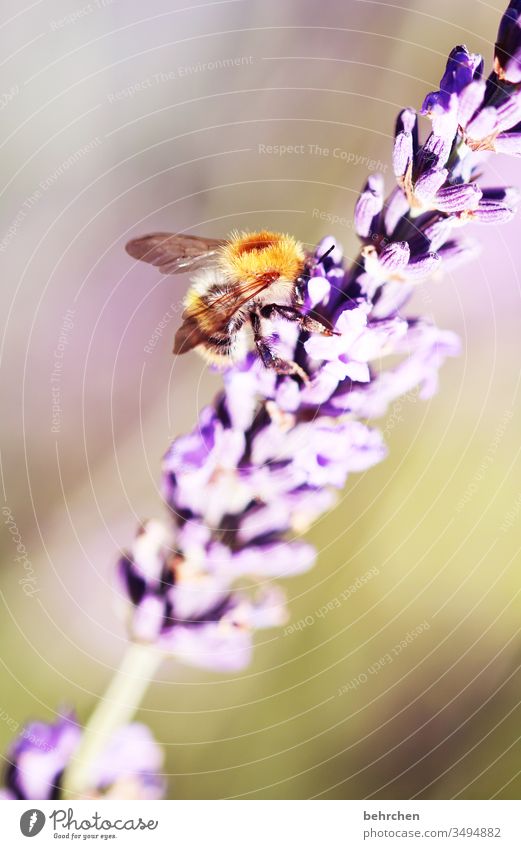 bee give me some honey Warmth Diligent Nature Plant Animal Summer Beautiful weather Flower Leaf Blossom Lavender Garden Park Meadow Wild animal Bee Grand piano