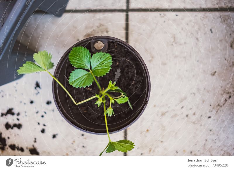 Strawberry plant in pot from above on the balcony Balconing Balcony Balcony planting Flowerpot strawberry plant hobby Hope sowing Seed pots Bird's-eye view grow