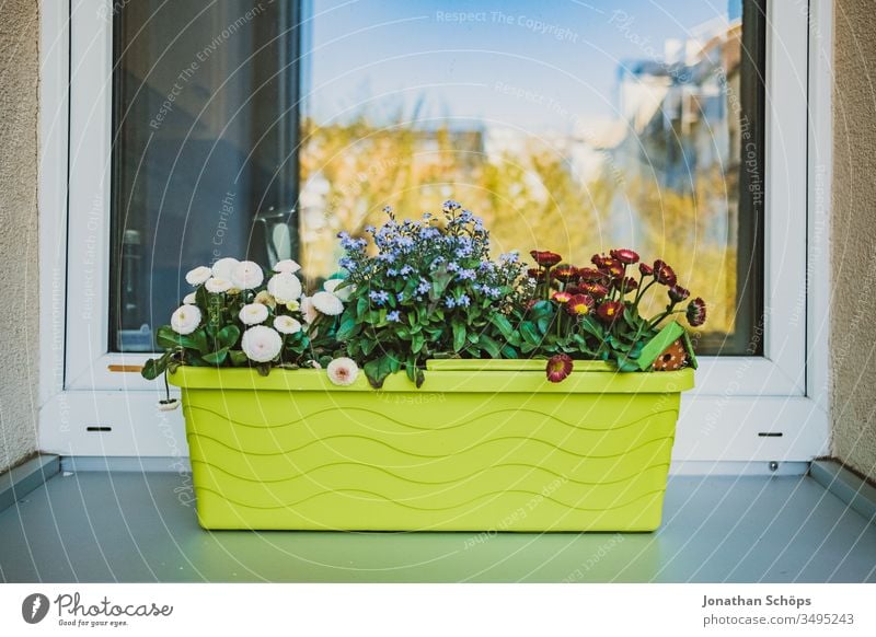 green flower box on the window frame outside Balconing Balcony Balcony planting balcony box flowers Window box Window frame hobby Hope Box sowing Seed grow