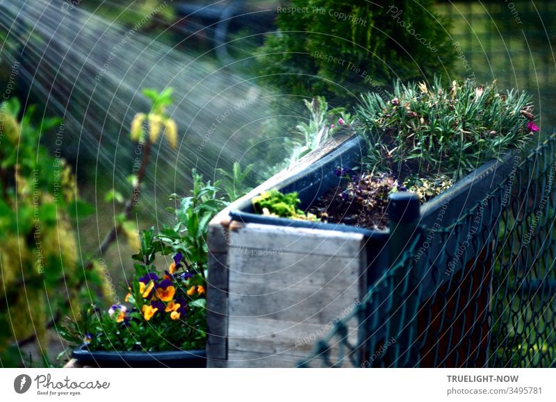 May makes everything new: Planters with plants on a fence in the garden, where a bright jet of water from the shower makes all green fresh and glows Gardening