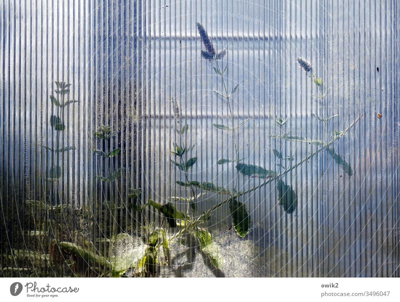 Filtered Greenhouse Glass Pane textured glass structure Pattern blurred Plant Thin Growth leaves Translucent Hazy Mysterious