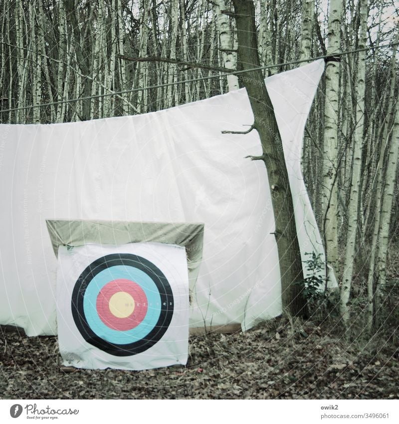 crime scene Target Sheet Protection trees birches Autumn Deserted Nature Landscape Forest Tree Sky White Round circles Multicoloured variegated archery Sports