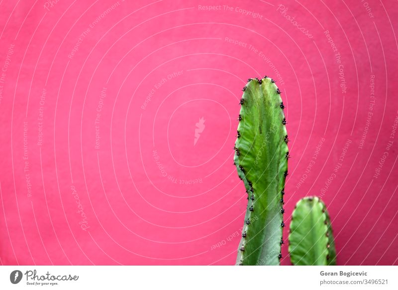 Cactus by the wall america background cactus color colorful green pastel peru plant south spines style succulent thorns tropical vivid pink red bright
