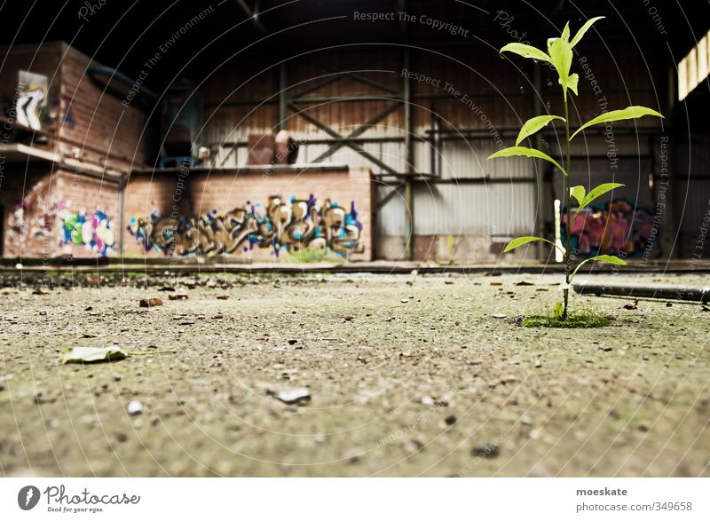 founding industry Deserted Industrial plant Factory Building Gloomy Industrial wasteland Plant Conquer Gray Graffiti Bleak Nature Growth Subdued colour