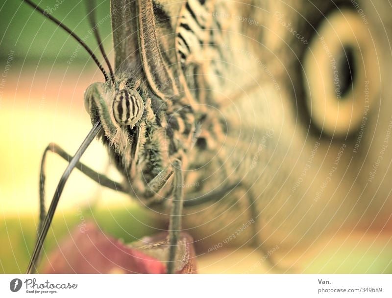 proboscidean Nature Animal Wild animal Butterfly Animal face Wing 1 To feed Small Soft Yellow Colour photo Subdued colour Exterior shot Close-up