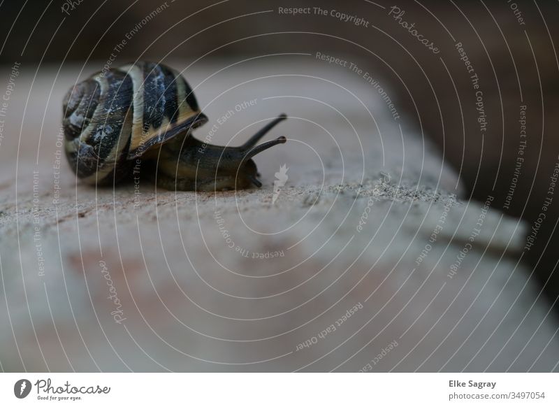 Snail on the dry... Insect Crumpet Garden Nature Animal Exterior shot