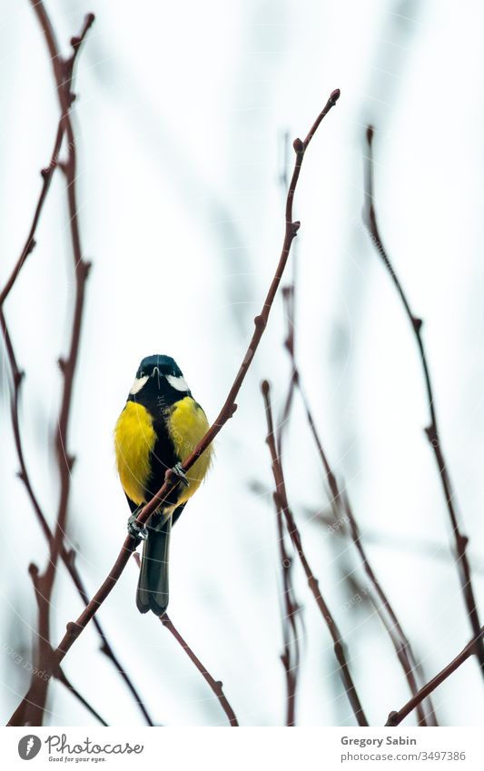 Yellow bird on a twig birds Bird wildlife Italy
