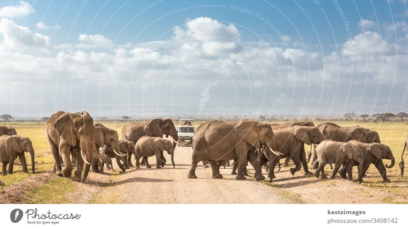 Herd of big wild elephants crossing dirt roadi in Amboseli national park, Kenya. safari travel africa kenya herd wildlife african family amboseli mammal nature