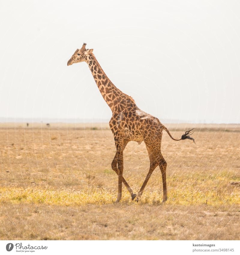 Solitary giraffe in Amboseli national park, Kenya. africa animal wild african mammal nature one safari wildlife kenya tourism masai savannah alone beautiful
