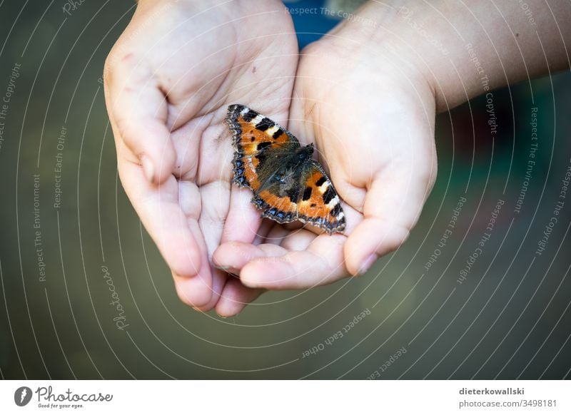 Children's hands with butterfly Butterfly children's hands Future die of insects next generation Environmental protection Climate Climate change pesticides