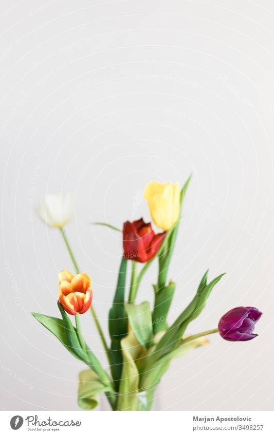 Beautiful multicolored tulips in a vase on white background arrangement banquet beautiful beauty bloom blooming blossom bouquet bulbous bunch colorful copy