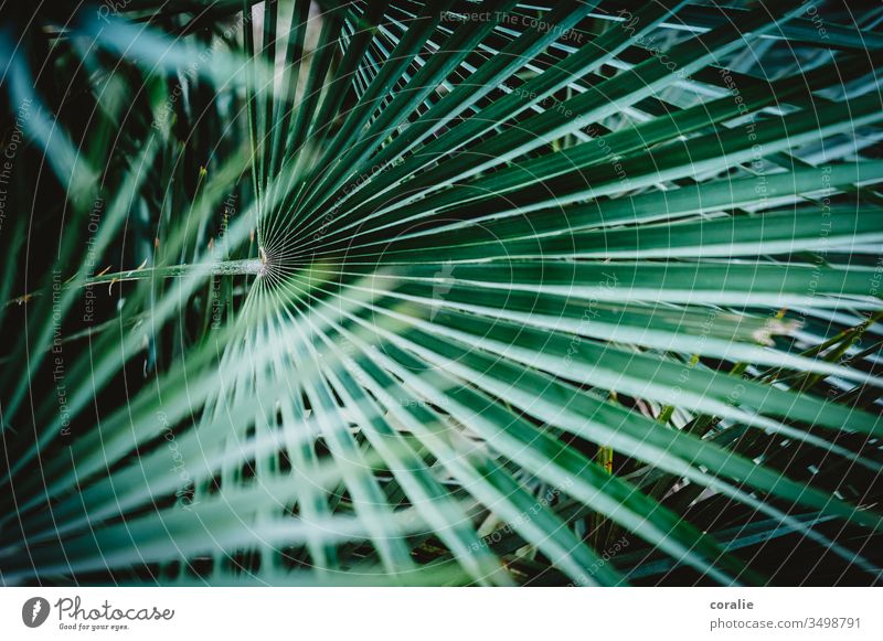 palm fronds Palm frond Palm roof Concealed Exotic Tropical Tropical garden Plant Nature Leaf Palm tree Green Virgin forest Colour photo Garden Tree Summer
