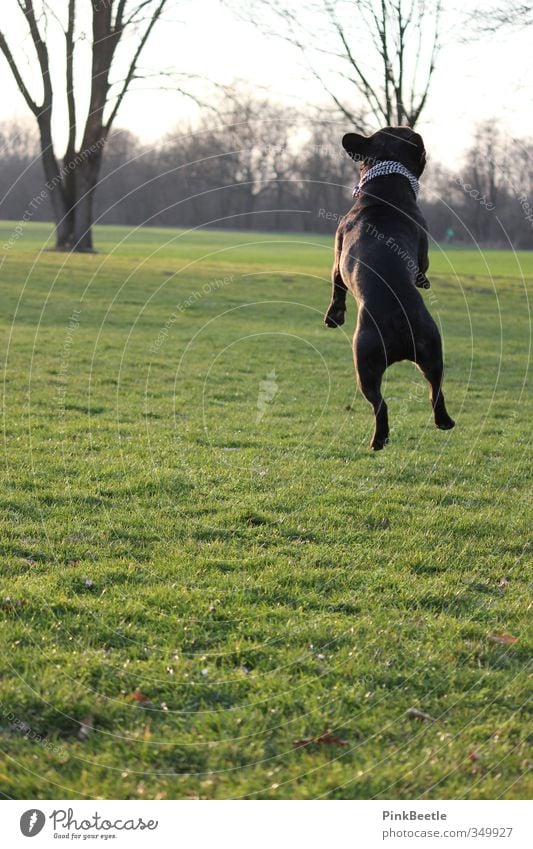 up in the air Environment Nature Animal Meadow Pet Dog 1 Jump Esthetic Athletic Free Tall Funny Positive Beautiful Crazy Green Moody Joy Happy Happiness