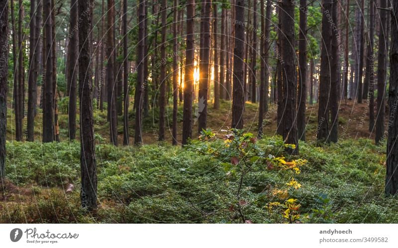 Stems of a coniferous forest on a sunny morning Background backgrounds backlight backlit beautiful beauty in nature bright coniferous trees day ecosystem