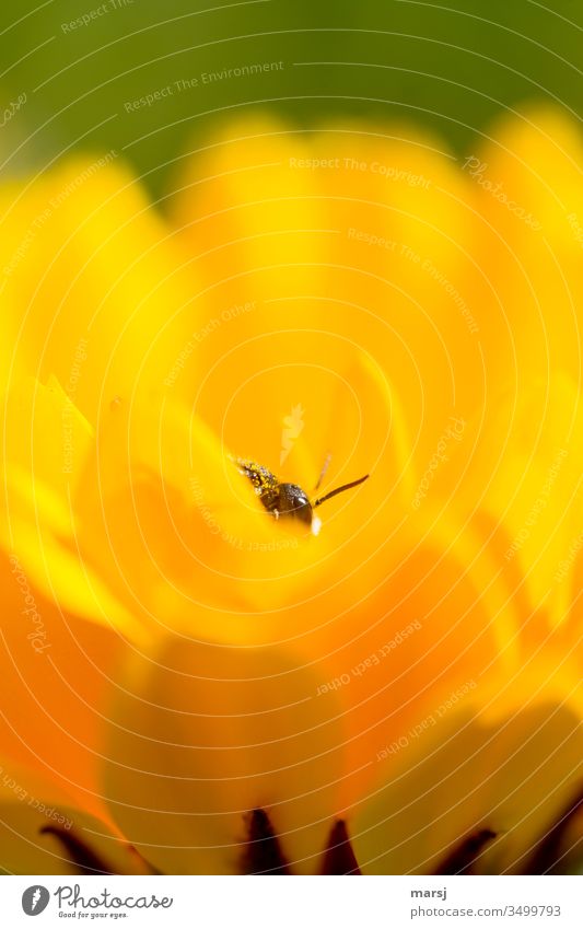 Insect in calendula blossom Marigold Feeler Eyes petals Yellow Compound eye Illuminate Fresh Summer Pollen Close-up Animal Colour photo Nature