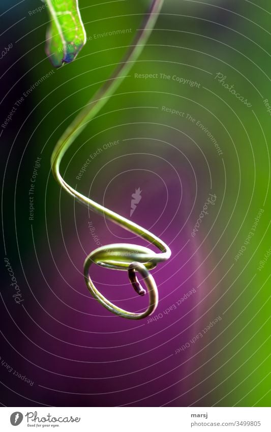 Whorl Tendril Plant Rotate Spiral Light Day Abstract Colour photo Uniqueness Force Green Thin Nature Harmonious Life Shallow depth of field Multicoloured Violet