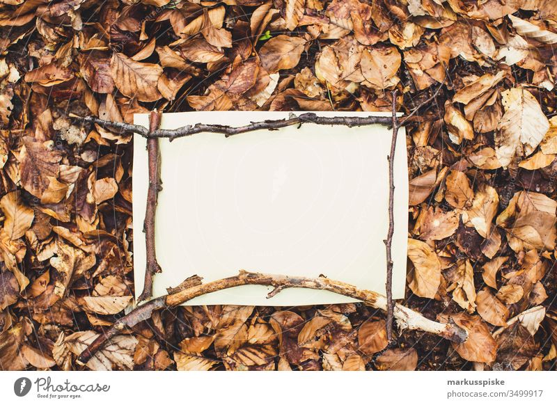 White paper on deciduous ground in the forest Twig flaked green Deciduous forest forest soils Nature Brown Branches and twigs