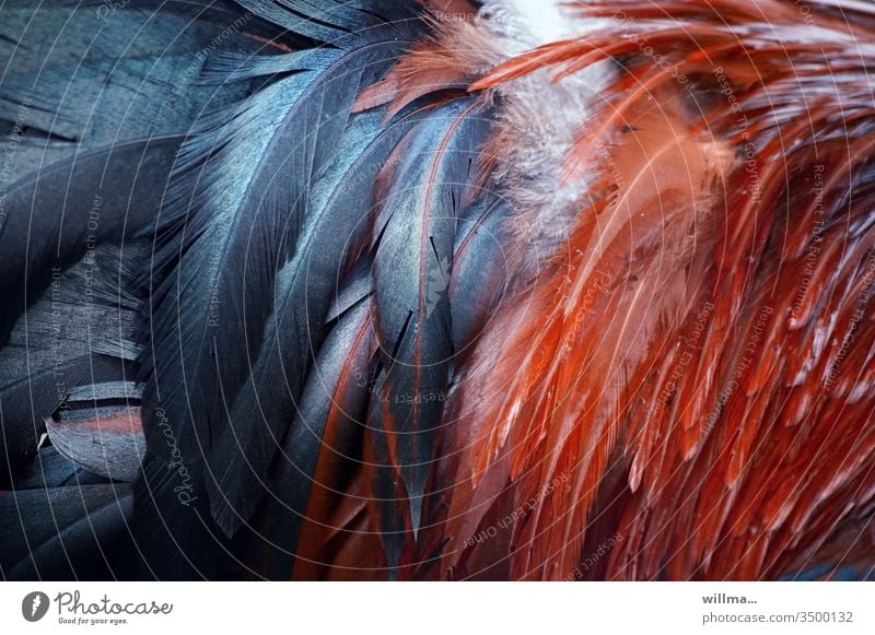 The cockerel and its magnificent plumage feathers Rooster variegated Cock springs Plumed Esthetic Pet rise from the hut Feather headdress feathered
