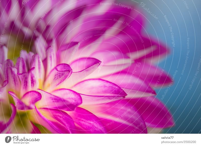 flower power | Dahlia in pink bleed dahlia flowers Nature Fragrance Summer Garden Blossoming Colour photo Macro (Extreme close-up) Detail Exterior shot