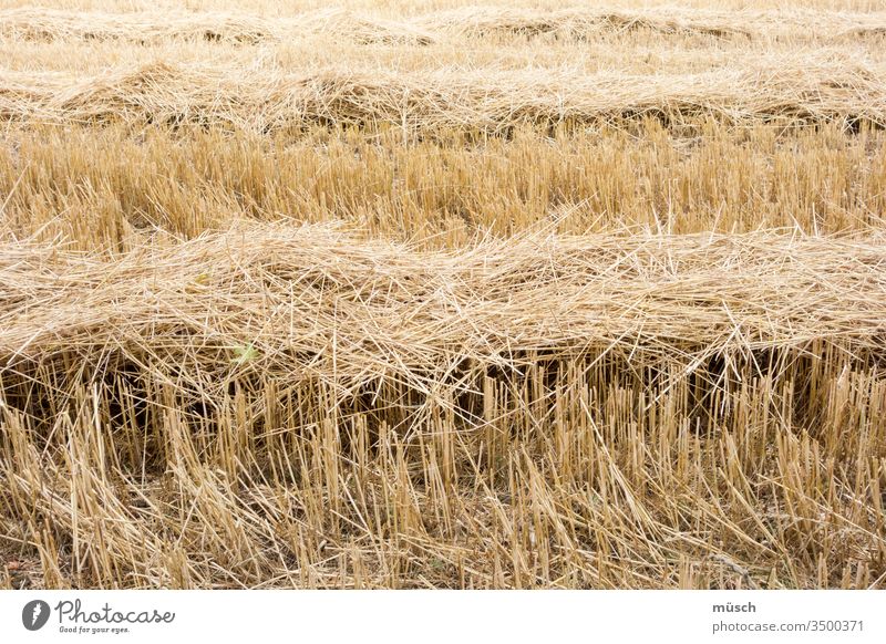 harvested grain field Straw Harvest Summer Warmth Agriculture Yellow Bread Stripe stubbles Hay food peasant