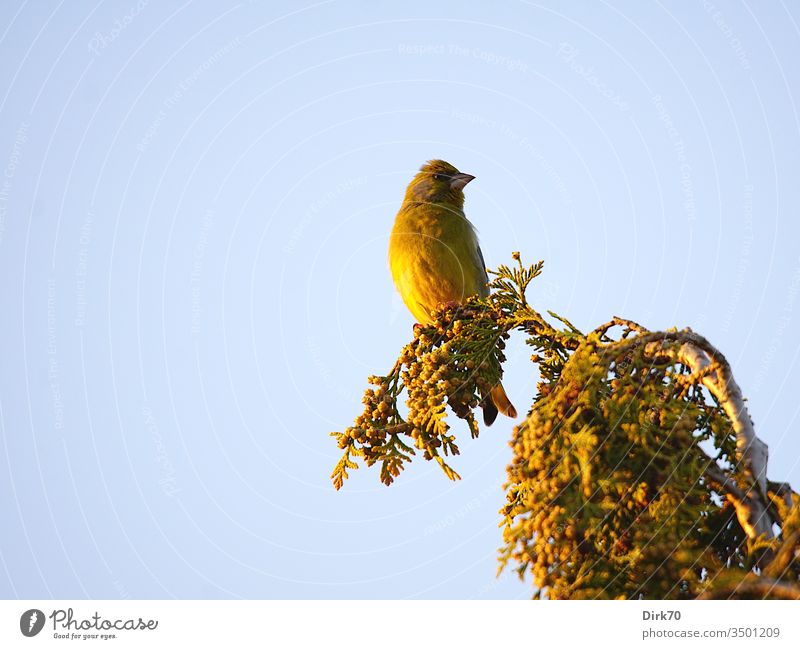 Box seat - Greenfinch in the evening light on the tip of a cypress Bird Animal Sky Nature Colour photo Freedom Deserted hide Sing songbird Green finch Finch