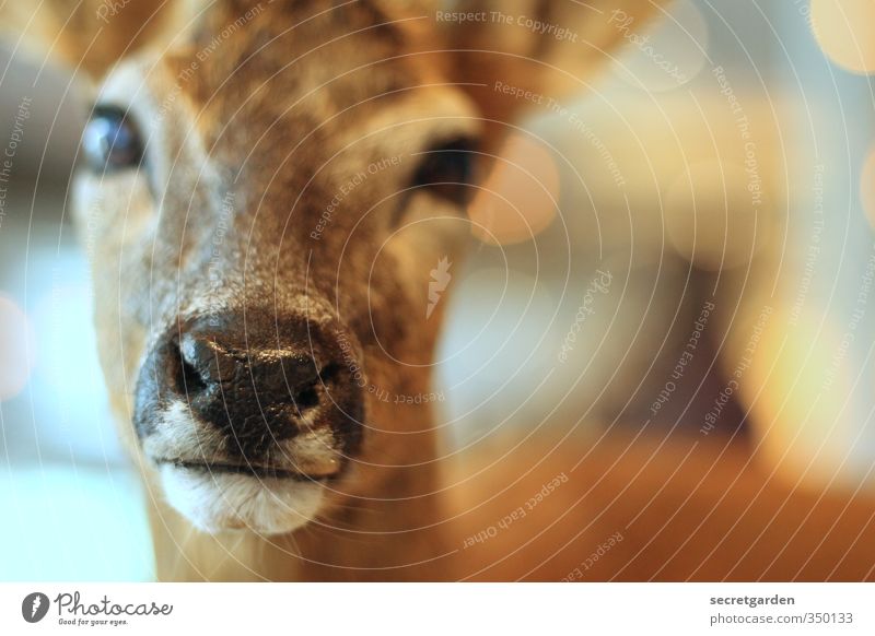 shy reh. Animal Wild animal Animal face Roe deer 1 Looking Glittering Near Cute Brown Serene Calm Timidity Muzzle Wet Nose Doe eyes Colour photo Interior shot