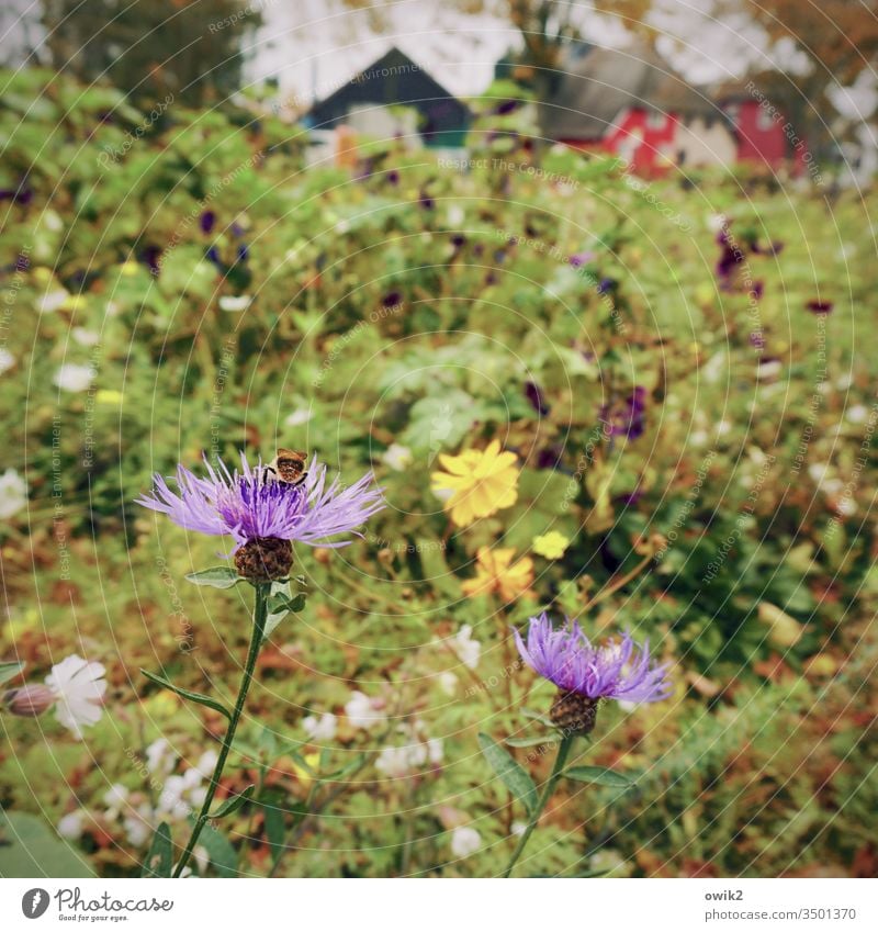 Dierhagen Meadow flowers Shallow depth of field Flower Blossom Nature Autumn Close-up Exterior shot Colour photo Wild plant houses background blurred