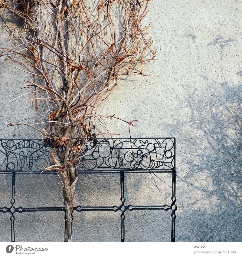coarse Garden Arbour Wall (building) Facade Plaster shrub Plant Jewellery nostalgically GDR Fries wrought-iron Art decoration Metal Wood twigs branches ruptured