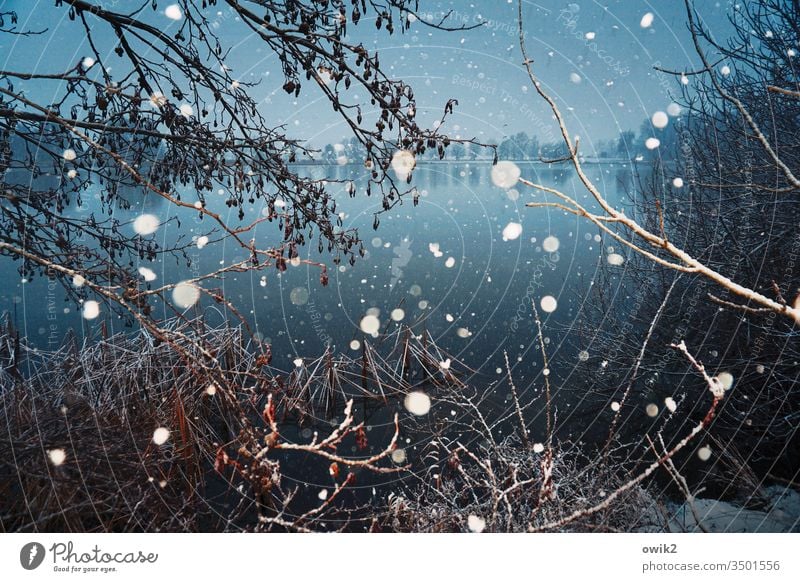 Cool Blue Winter Snow Snowfall snowflakes Cold Flash photo a lot Crazy Muddled Exterior shot Morning Undergrowth thickets Lake Water Surface of water windless