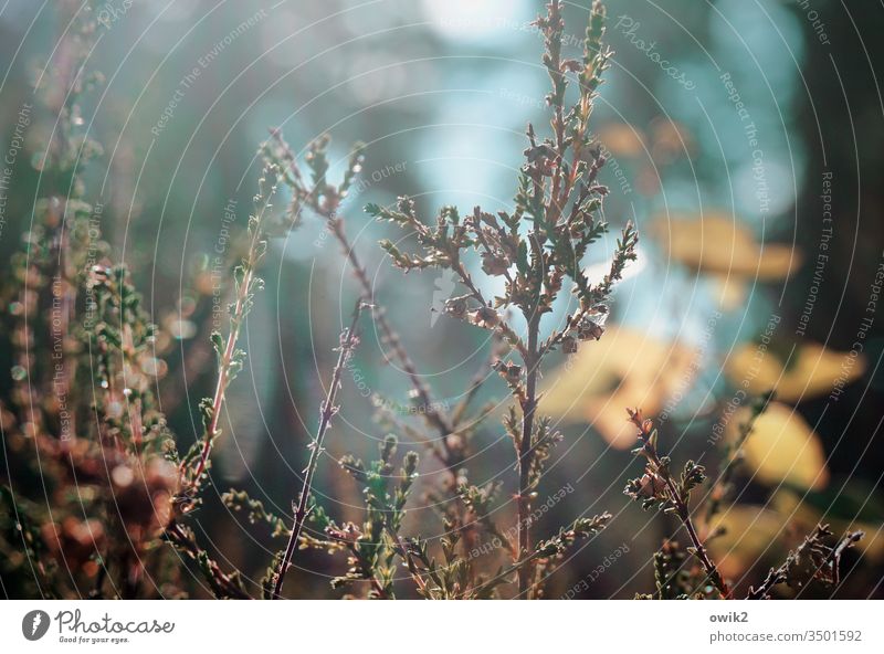woodland Forest Plant Bushes Nature Colour photo Exterior shot Tree Deserted Environment Day Shallow depth of field Sunlight Light Landscape Autumn Leaf Green