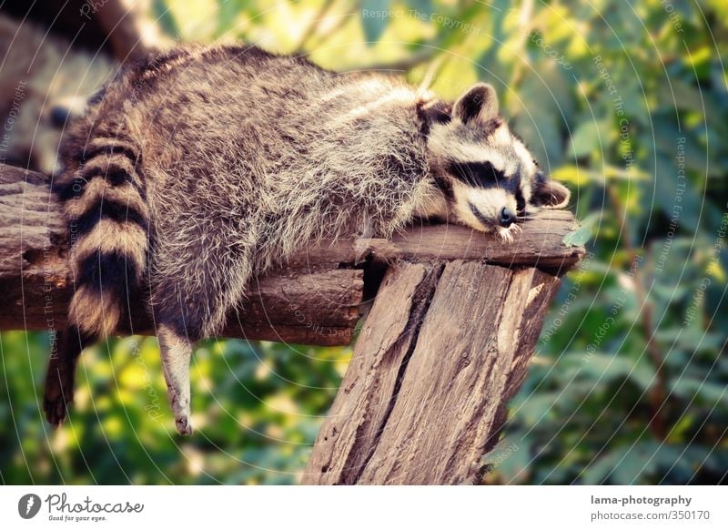 sluggard Relaxation Calm Nature Summer Animal Wild animal Zoo Raccoon 1 Lie Sleep Dream Break Siesta Dangle Legs Goof off Colour photo Exterior shot