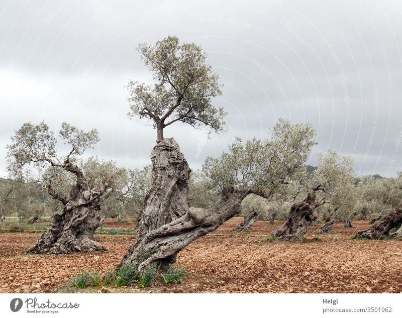 old | ancient gnarled olive trees with bizarrely grown trunks stand in an olive grove on Mallorca Olive tree Olive grove Old Bizarre Nature Deserted