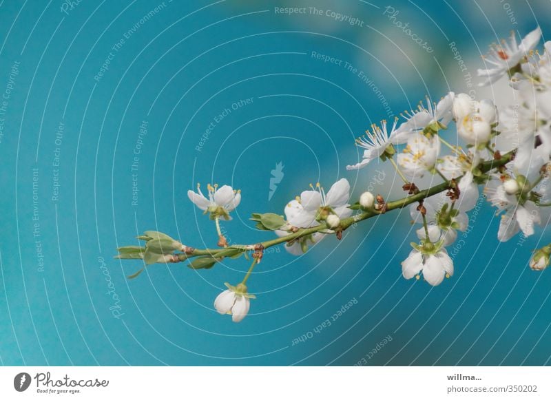 Cherry blossom branch against turquoise background Spring Blossom Twig Apple blossom Plum blossom Blossoming Blue Turquoise White Delicate Neutral Background