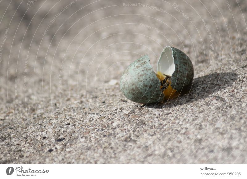 Loser. Broken bird's egg with chick Bird's Egg Eggshell Survive Gray Green Fiasco Doomed Sand Life Death Hopelessness Chick