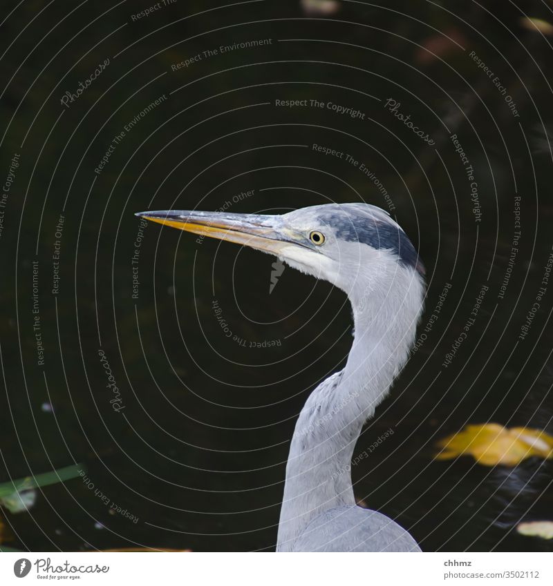 herons Grey heron birds Exterior shot Nature Wild animal Animal portrait Copy Space top Deserted feathers Pond pond lurking Water cautious Landscape