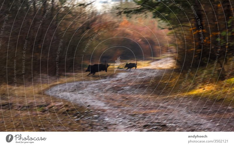 Wild boar family cross the forest path in the morning abstract animal animals Art autumn Baby black blurred blurry body colorful danger dangerous day