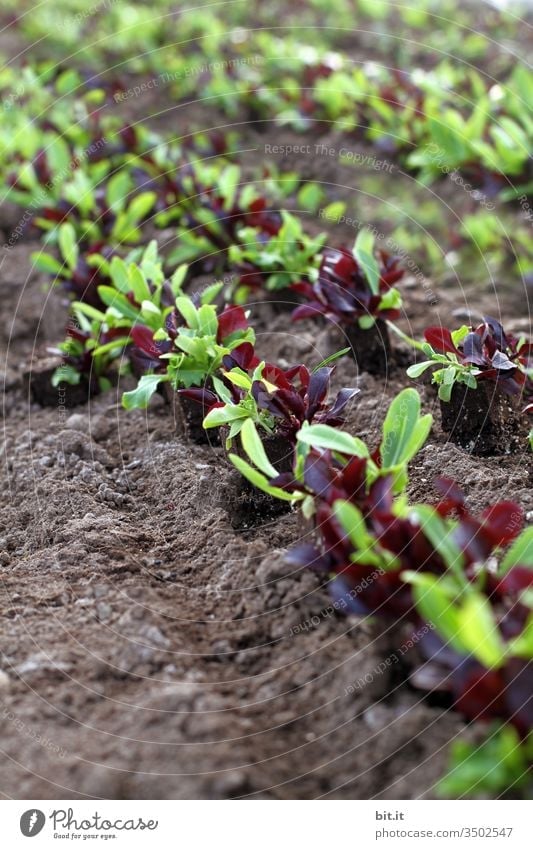 Shoots, seedlings of lettuce in the field. Lettuce Field acre Nature Plant Agriculture Green Nutrition Agricultural crop Food Vegetarian diet