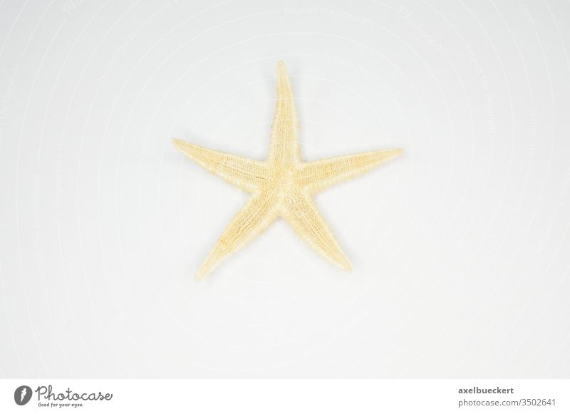 one star - starfish Starfish Souvenir One star Stars star-shaped decoration Decoration Star (Symbol) Dried plan white background