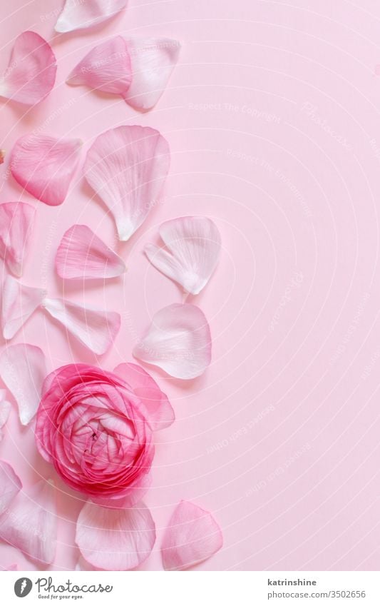 Pink ranunculus flowers and petals on a light pink background spring romantic red monochrome pastel copy space flat lay composition roses top view above concept
