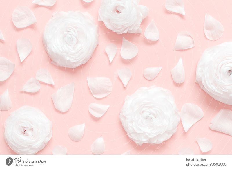 Cream ranunculus flowers and petals on a light pink  background cream spring romantic pastel flat lay composition roses top view above concept creative day
