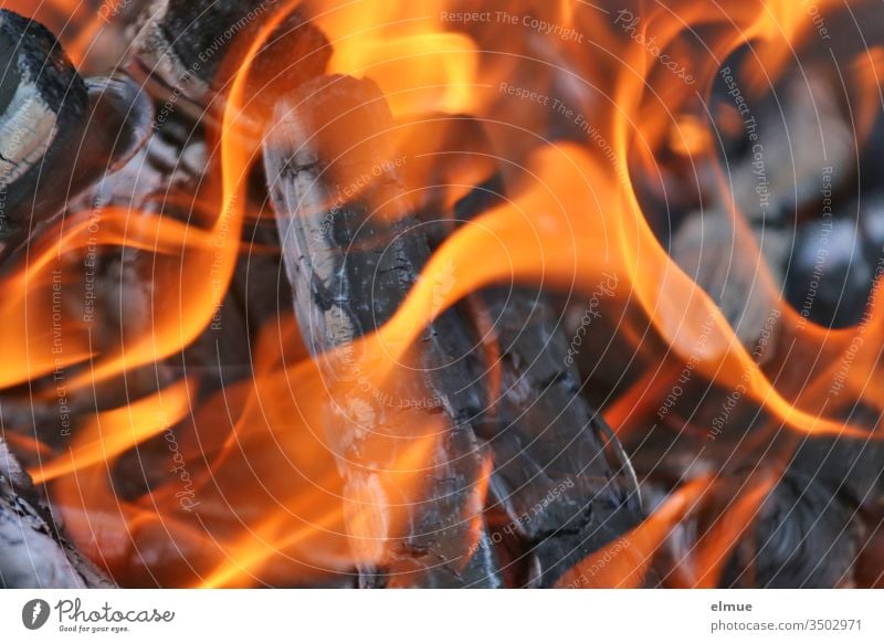 blazing flames of burning wood in a fire bowl Fire Flame Burn Hot Blaze blaze incinerate sb./sth. Dangerous Wood Ignite Physics Kindle Charring ash Orange