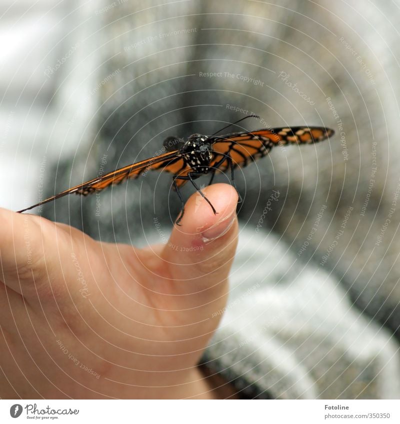 Hello little friend! Human being Child Hand Fingers Environment Nature Animal Butterfly Wing 1 Free Near Natural Feeler Colour photo Multicoloured Close-up